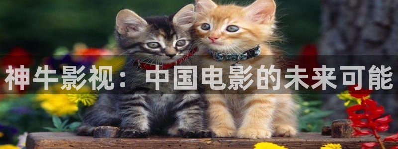 南瓜影视：神牛影视：中国电影的未来可能